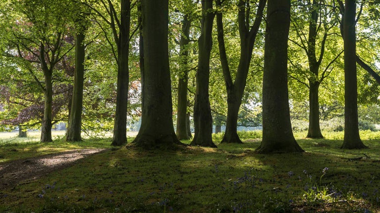 Woodland trees in spring time at Felbrigg Hall, Norfolk